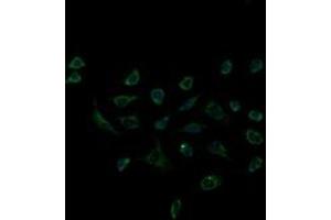 Immunofluorescence (IF) image for anti-Acetyl-CoA Acyltransferase 2 (ACAA2) antibody (ABIN1495727) (ACAA2 anticorps)
