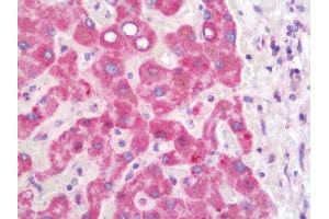 Anti-HADHB antibody IHC staining of human liver.