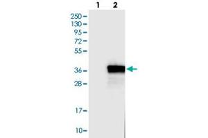 Western blot analysis of HEK293T cell lysate using FCN1 polyclonal antibody .