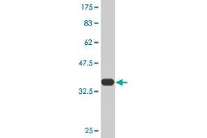Western Blot detection against Immunogen (36.