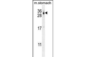 C Antibody (C-term) (ABIN654725 and ABIN2844413) western blot analysis in mouse stomach tissue lysates (35 μg/lane). (CU070 Protein anticorps  (C-Term))
