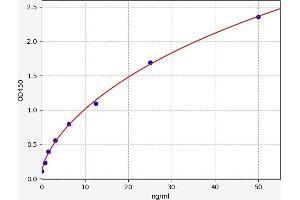 Matrix Metallopeptidase 19 (MMP19) ELISA Kit