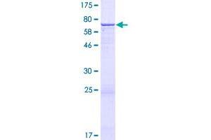 Image no. 1 for Family with Sequence Similarity 20, Member B (FAM20B) (AA 1-409) protein (GST tag) (ABIN1353511)