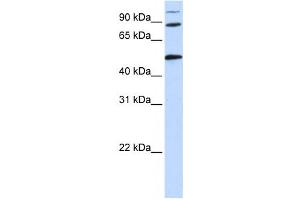 Western Blotting (WB) image for anti-Component of Oligomeric Golgi Complex 4 (COG4) antibody (ABIN2459867) (COG4 anticorps)