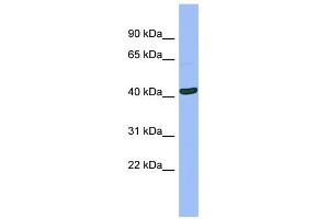 WB Suggested Anti-SERPINB13 Antibody Titration:  0.