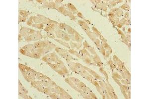 Immunohistochemistry of paraffin-embedded human heart tissue using ABIN7162809 at dilution of 1:100 (PPIF anticorps  (AA 30-207))