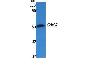 Western Blot (WB) analysis of specific cells using Cdc37 Polyclonal Antibody. (CDC37 anticorps  (Internal Region))