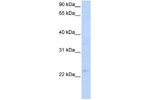 WB Suggested Anti-TNFRSF18 Antibody   Titration: 1 ug/ml   Positive Control: Hela Whole Cell (TNFRSF18 anticorps  (C-Term))