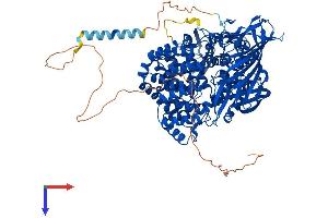 AlphaFold protein structure predicition of Human Recombinant LNPEP Protein, UniprotID Q9UIQ6