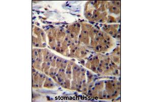 LRS Antibody (N-term) (ABIN656897 and ABIN2846096) immunohistochemistry analysis in formalin fixed and paraffin embedded human stomach tissue followed by peroxidase conjugation of the secondary antibody and DAB staining. (LRSAM1 anticorps  (N-Term))