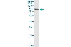 Immunoprecipitation of CALCOCO2 transfected lysate using anti-CALCOCO2 MaxPab rabbit polyclonal antibody and Protein A Magnetic Bead , and immunoblotted with CALCOCO2 purified MaxPab mouse polyclonal antibody (B01P) .
