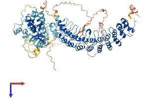 AlphaFold protein structure predicition of Human Recombinant RIPK4 Protein, UniprotID P57078