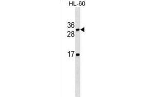 Western Blotting (WB) image for anti-Lymphotoxin beta (TNF Superfamily, Member 3) (LTB) antibody (ABIN2995416) (LTB anticorps)