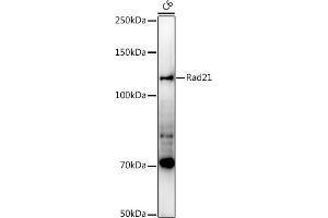 Western blot analysis of extracts of C6 cells, using Rad21 antibody (ABIN7269822) at 1:1000 dilution. (RAD21 anticorps)