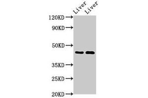 Western Blot Positive WB detected in: Rat liver tissue, Mouse liver tissue All lanes: SERPINA5 antibody at 3 μg/mL Secondary Goat polyclonal to rabbit IgG at 1/50000 dilution Predicted band size: 46 kDa Observed band size: 46 kDa (SERPINA5 anticorps  (AA 157-367))