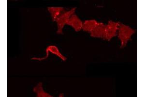 ABIN6266857 staining HepG2 by IF/ICC. (AZI2 anticorps  (N-Term))