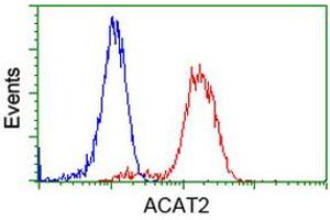 Image no. 6 for anti-Acetyl-CoA Acetyltransferase 2 (ACAT2) antibody (ABIN1496404)