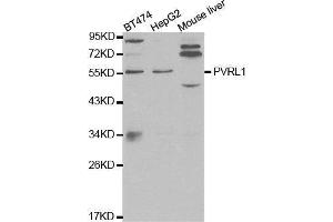 Western blot analysis of extracts of various cell lines, using PVRL1 antibody.