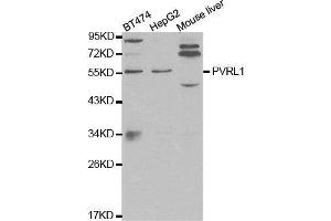 Western blot analysis of extracts of various cell lines, using PVRL1 antibody. (PVRL1 anticorps  (AA 70-350))