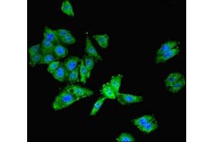 Immunofluorescent analysis of HepG2 cells using ABIN7153466 at dilution of 1:100 and Alexa Fluor 488-congugated AffiniPure Goat Anti-Rabbit IgG(H+L)
