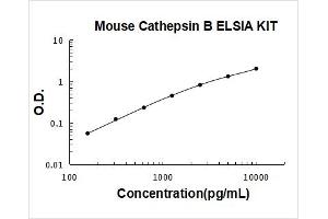 Cathepsin B (CTSB) ELISA Kit