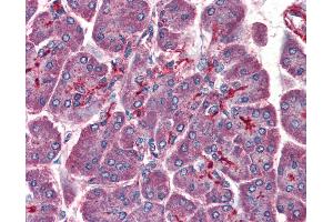Anti-PAFAH1B1 / LIS1 antibody IHC of human pancreas. (PAFAH1B1 anticorps  (AA 397-410))