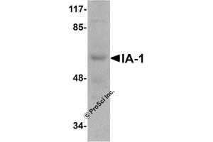 Western Blotting (WB) image for anti-Insulinoma-Associated 1 (INSM1) (N-Term) antibody (ABIN1031405)