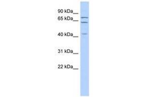 Image no. 1 for anti-E74 like ETS transcription factor 4 (Elf4) (AA 179-228) antibody (ABIN6742226)