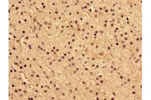 Immunohistochemistry of paraffin-embedded human adrenal gland tissue using ABIN7143605 at dilution of 1:100 (AIP anticorps  (AA 105-294))