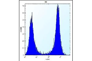 CTSK Antibody (Center ) (ABIN656812 and ABIN2846026) flow cytometric analysis of 293 cells (right histogram) compared to a negative control cell (left histogram). (Cathepsin K anticorps  (AA 97-126))