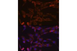 Immunofluorescence analysis of NIH-3T3 cells using Inhibin beta A (INHBA) (INHBA) Rabbit mAb (ABIN7267870) at dilution of 1:100 (40x lens). (INHBA anticorps)