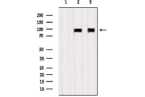 Western blot analysis of extracts from various samples, using TNFAIP3  Antibody. (TNFAIP3 anticorps  (Internal Region))