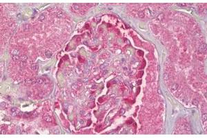 Anti-NOL3 antibody IHC staining of human kidney, glomeruli. (NOL3 anticorps  (AA 159-208))