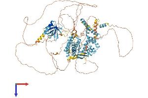 AlphaFold protein structure predicition of Human Recombinant CNKSR2 Protein, UniprotID Q8WXI2