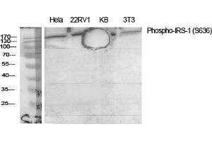 Western Blot (WB) analysis of specific cells using Phospho-IRS-1 (S636) Polyclonal Antibody. (IRS1 anticorps  (pSer636))