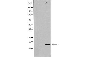 Western blot analysis of extracts of Mouse liver,using UBD antibody. (UBD anticorps  (Internal Region))