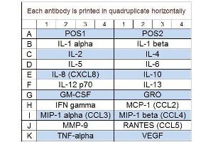 Image no. 1 for Human Cytokine Array Q1 (ABIN625719) (Humain Cytokine Array Q1)