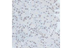 Immunohistochemistry of paraffin-embedded rat pancreas using ZNF703 antibody (ABIN7271524) at dilution of 1:100 (40x lens).
