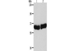 Western Blotting (WB) image for anti-Cytochrome P450, Family 1, Subfamily B, Polypeptide 1 (CYP1B1) antibody (ABIN2428023) (CYP1B1 anticorps)