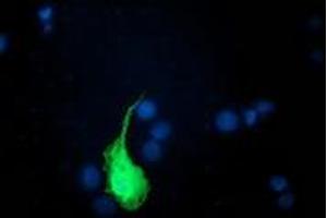 Image no. 2 for anti-Ubiquitin-Like 4A (UBL4A) antibody (ABIN1501649) (UBL4A anticorps)