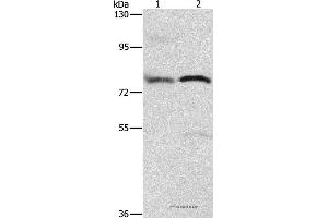Western blot analysis of 293T cell and human fetal brain tissue, using ATXN1 Polyclonal Antibody at dilution of 1:800 (Ataxin 1 anticorps)