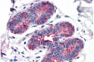 Anti-GPRC5A / RAI3 antibody  ABIN1048906 IHC staining of human breast. (GPRC5A anticorps  (Cytoplasmic Domain))