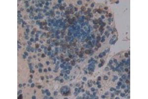 IHC-P analysis of Mouse Tissue, with DAB staining. (STAP1 anticorps  (AA 1-297))