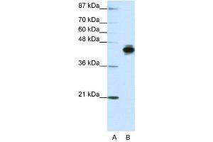 WB Suggested Anti-KRT18  Antibody Titration: 1.