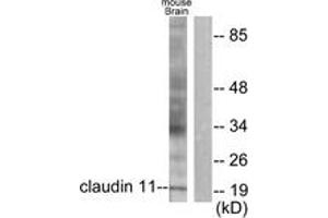 Western blot analysis of extracts from mouse brain cells, using Claudin 11 Antibody. (Claudin 11 anticorps  (AA 158-207))