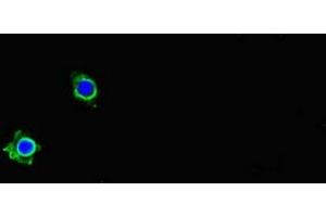 Immunofluorescent analysis of Hela cells using ABIN7162730 at dilution of 1:100 and Alexa Fluor 488-congugated AffiniPure Goat Anti-Rabbit IgG(H+L)