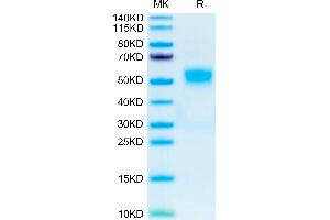 Human CD19 on Tris-Bis PAGE under reduced condition.