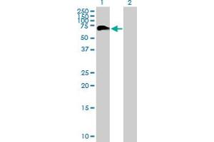 Western Blot analysis of PHF23 expression in transfected 293T cell line by PHF23 MaxPab polyclonal antibody. (PHF23 anticorps  (AA 1-403))
