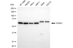 Western blotting analysis using KPNA1 antibody (ABIN7799158). (KPNA1 anticorps)