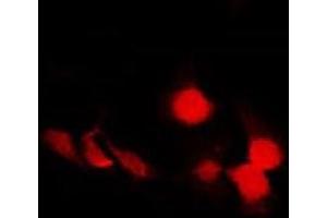 ABIN6278222 staining COS7 by IF/ICC.